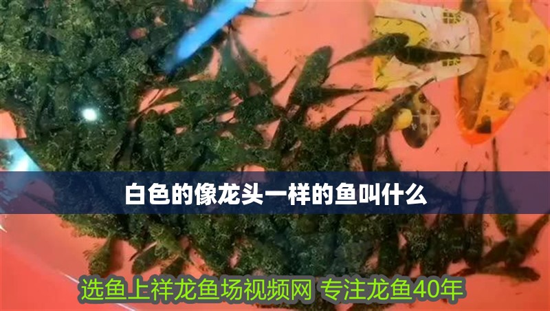 白色的像龍頭一樣的魚叫什么