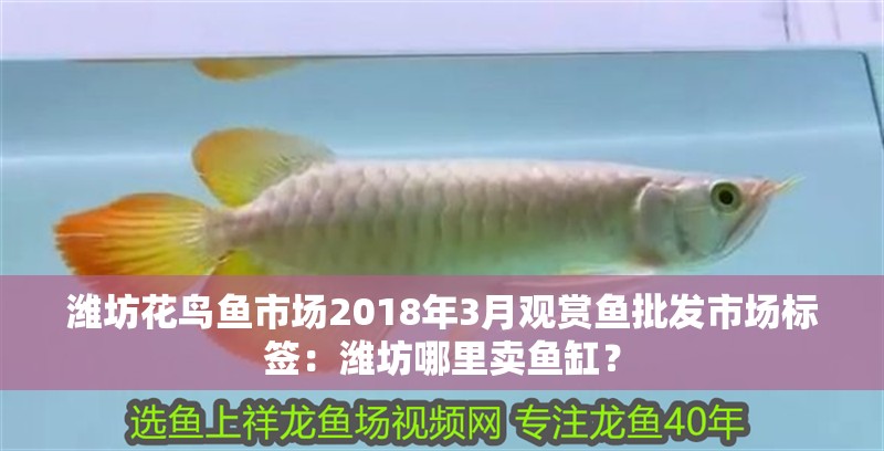 濰坊花鳥魚市場2018年3月觀賞魚批發市場標簽：濰坊哪里賣魚缸？