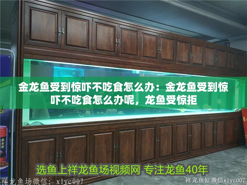 金龍魚受到驚嚇不吃食怎么辦：金龍魚受到驚嚇不吃食怎么辦呢，龍魚受驚拒