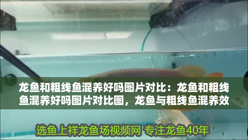 龍魚和粗線魚混養好嗎圖片對比：龍魚和粗線魚混養好嗎圖片對比圖，龍魚與粗線魚混養效果