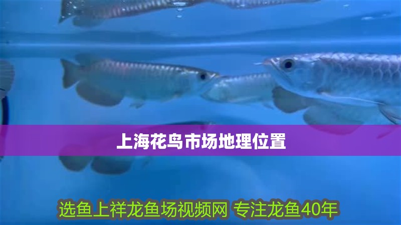 上?；B市場地理位置