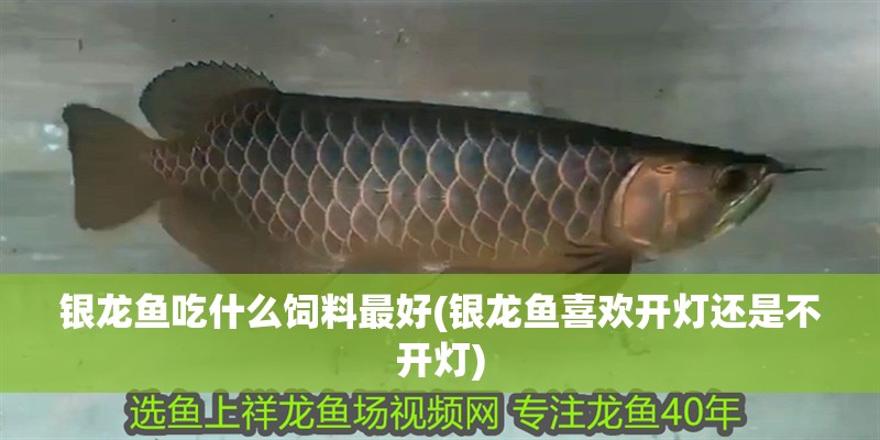銀龍魚吃什么飼料最好(銀龍魚喜歡開燈還是不開燈)