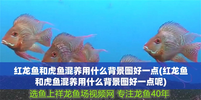 紅龍魚和虎魚混養用什么背景圖好一點(紅龍魚和虎魚混養用什么背景圖好一點呢)