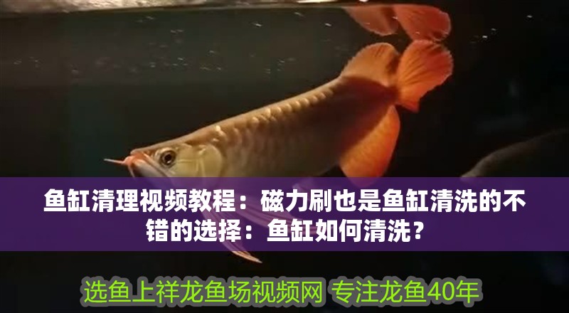 魚缸清理視頻教程：磁力刷也是魚缸清洗的不錯的選擇：魚缸如何清洗？