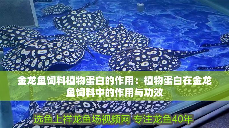 金龍魚飼料植物蛋白的作用：植物蛋白在金龍魚飼料中的作用與功效