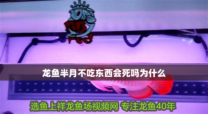龍魚(yú)半月不吃東西會(huì)死嗎為什么