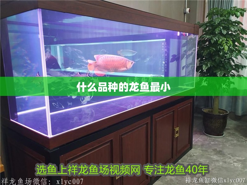 什么品種的龍魚最小