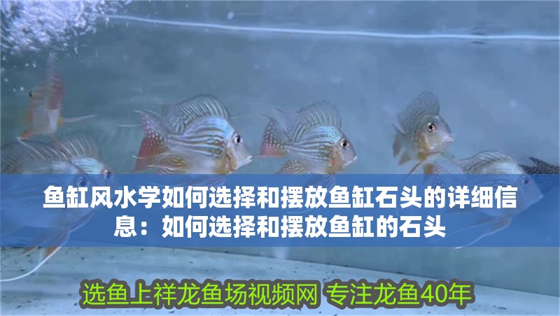 魚缸風水學如何選擇和擺放魚缸石頭的詳細信息：如何選擇和擺放魚缸的石頭
