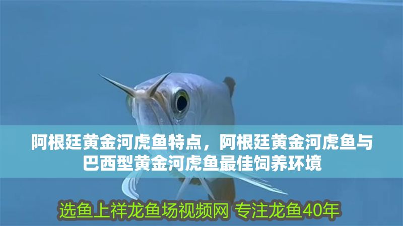 阿根廷黃金河虎魚特點，阿根廷黃金河虎魚與巴西型黃金河虎魚最佳飼養(yǎng)環(huán)境
