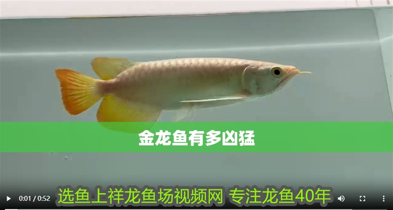 金龍魚有多兇猛