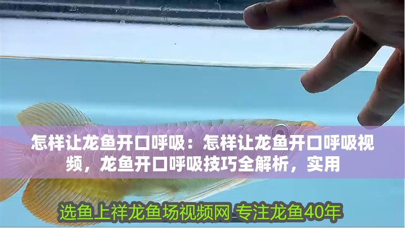 怎樣讓龍魚開口呼吸：怎樣讓龍魚開口呼吸視頻，龍魚開口呼吸技巧全解析，實用