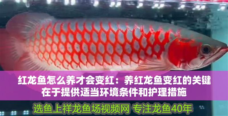 紅龍魚怎么養(yǎng)才會(huì)變紅：養(yǎng)紅龍魚變紅的關(guān)鍵在于提供適當(dāng)環(huán)境條件和護(hù)理措施