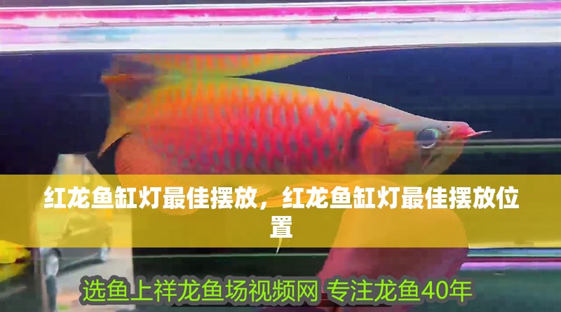 紅龍魚缸燈最佳擺放，紅龍魚缸燈最佳擺放位置