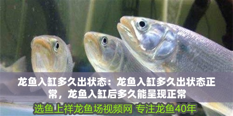龍魚入缸多久出狀態：龍魚入缸多久出狀態正常，龍魚入缸后多久能呈現正常