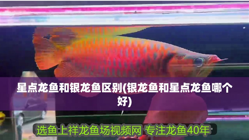 星點龍魚和銀龍魚區(qū)別(銀龍魚和星點龍魚哪個好)