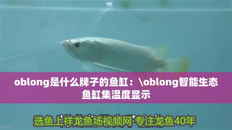 oblong是什么牌子的魚缸：\oblong智能生態魚缸集溫度顯示