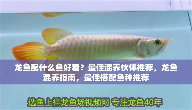 龍魚(yú)配什么魚(yú)好看？最佳混養(yǎng)伙伴推薦，龍魚(yú)混養(yǎng)指南，最佳搭配魚(yú)種推薦