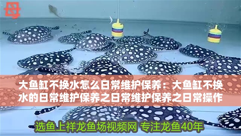 大魚缸不換水怎么日常維護保養：大魚缸不換水的日常維護保養之日常維護保養之日常操作