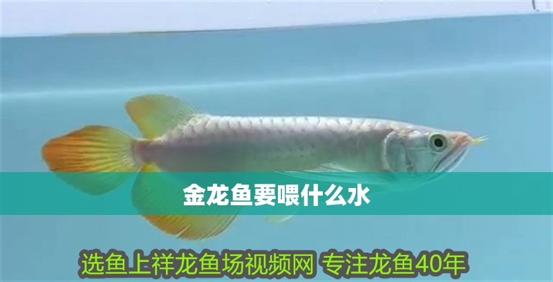 金龍魚要喂什么水