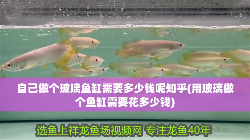 自己做個玻璃魚缸需要多少錢呢知乎(用玻璃做個魚缸需要花多少錢)