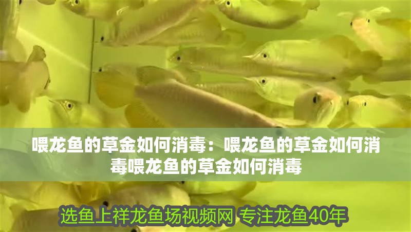 喂龍魚的草金如何消毒：喂龍魚的草金如何消毒喂龍魚的草金如何消毒