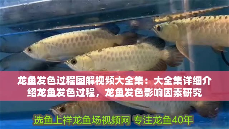 龍魚發色過程圖解視頻大全集：大全集詳細介紹龍魚發色過程，龍魚發色影響因素研究