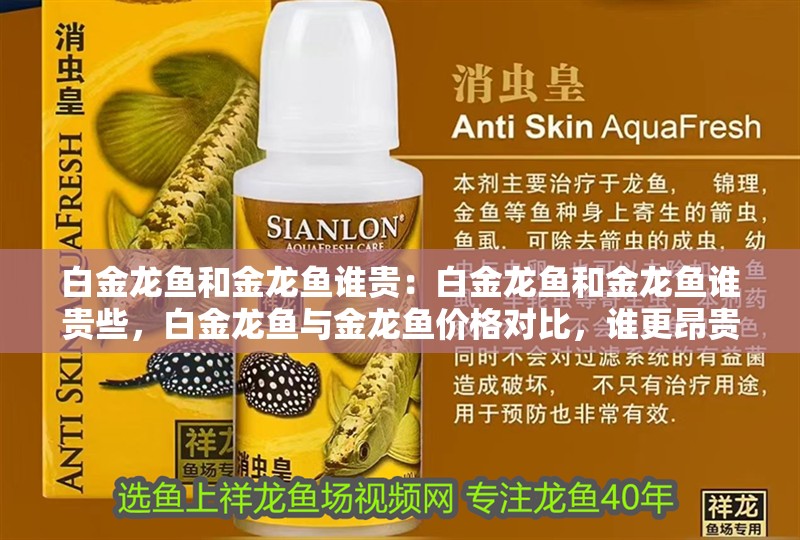 純白色的龍魚叫什么魚呢