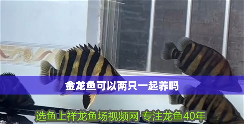 金龍魚可以兩只一起養嗎