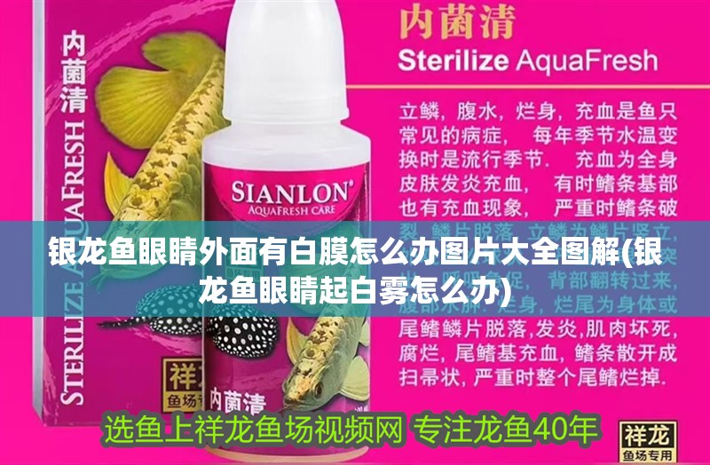 銀龍魚眼睛外面有白膜怎么辦圖片大全圖解(銀龍魚眼睛起白霧怎么辦)