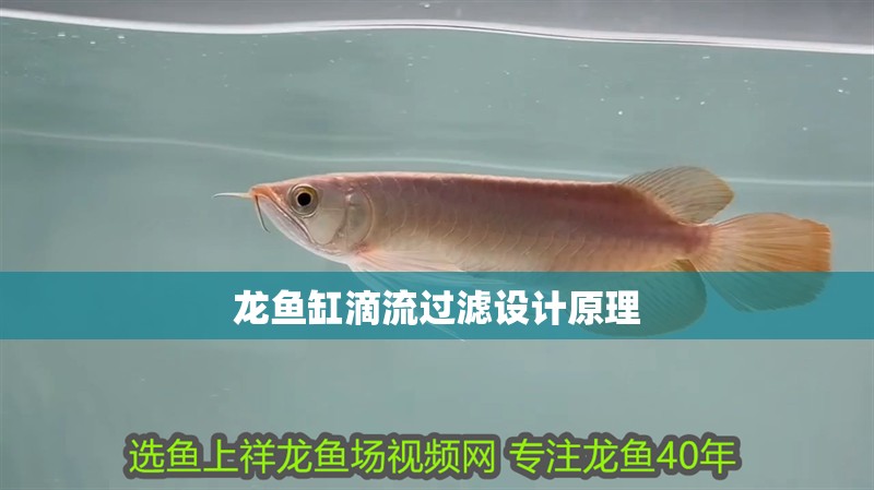 龍魚缸滴流過濾設計原理