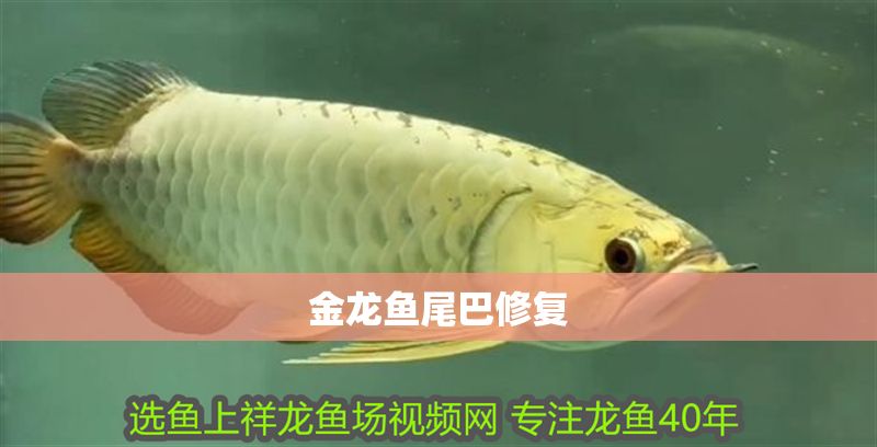 金龍魚尾巴修復