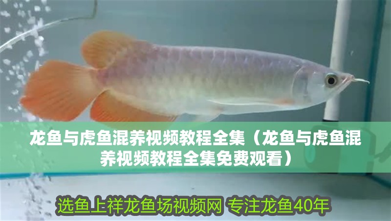 龍魚(yú)與虎魚(yú)混養(yǎng)視頻教程全集（龍魚(yú)與虎魚(yú)混養(yǎng)視頻教程全集免費(fèi)觀(guān)看）