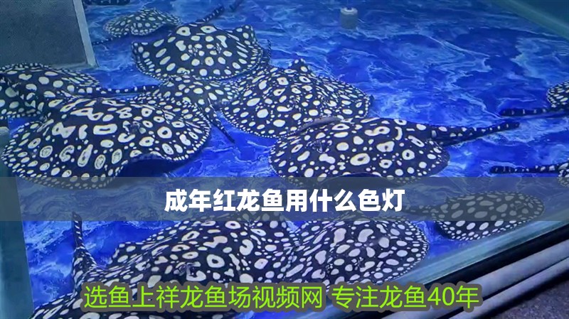 成年紅龍魚用什么色燈