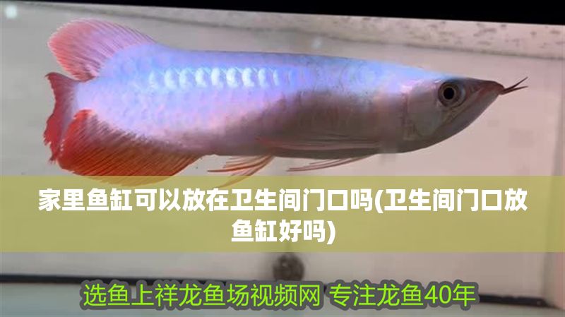 家里魚缸可以放在衛生間門口嗎(衛生間門口放魚缸好嗎)