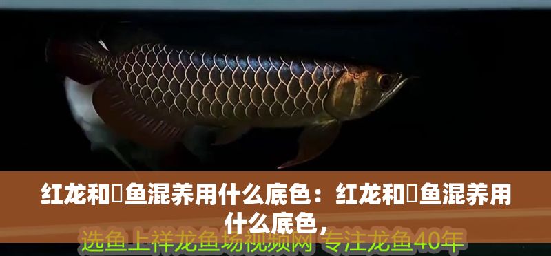 紅龍和魟魚混養用什么底色：紅龍和魟魚混養用什么底色， 紅龍和魟魚混養用什么底色：紅龍和魟魚混養用什么底色， 魟魚百科 第2張