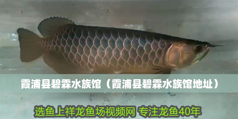 霞浦縣碧霖水族館（霞浦縣碧霖水族館地址） 霞浦縣碧霖水族館（霞浦縣碧霖水族館地址） 全國水族館企業名錄 第2張