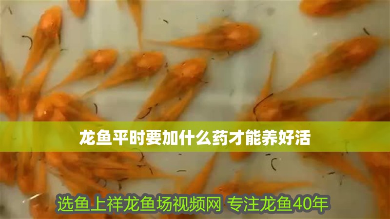 龍魚平時要加什么藥才能養(yǎng)好活