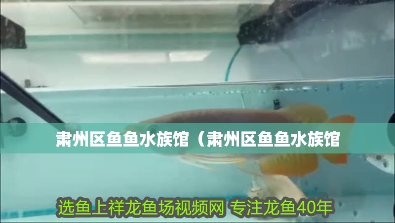 肅州區魚魚水族館（肅州區魚魚水族館 肅州區魚魚水族館（肅州區魚魚水族館 全國水族館企業名錄 第2張