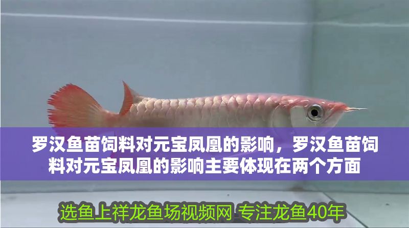 羅漢魚苗飼料對元寶鳳凰的影響，羅漢魚苗飼料對元寶鳳凰的影響主要體現(xiàn)在兩個方面