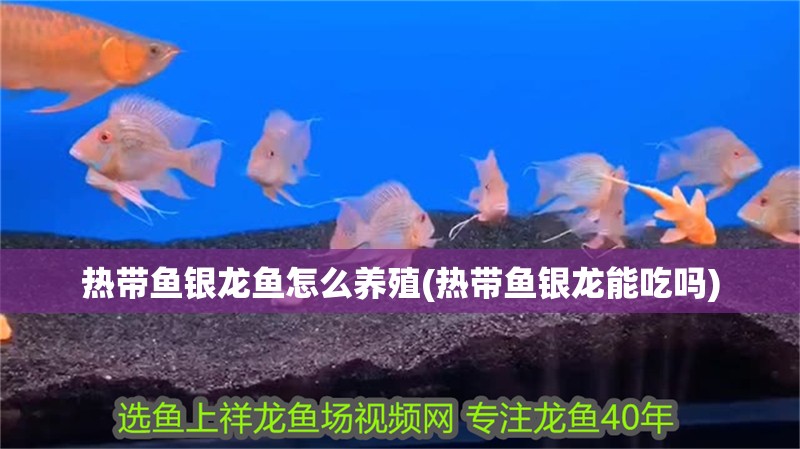 熱帶魚銀龍魚怎么養(yǎng)殖(熱帶魚銀龍能吃嗎)