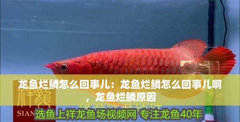 龍魚爛鱗怎么回事兒：龍魚爛鱗怎么回事兒啊，龍魚爛鱗原因 龍魚爛鱗怎么回事兒：龍魚爛鱗怎么回事兒啊，龍魚爛鱗原因 水族問答
