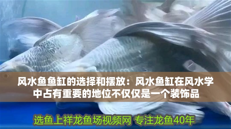 風水魚魚缸的選擇和擺放:風水魚缸在風水學中占有重要的地位不僅僅是一個裝飾品