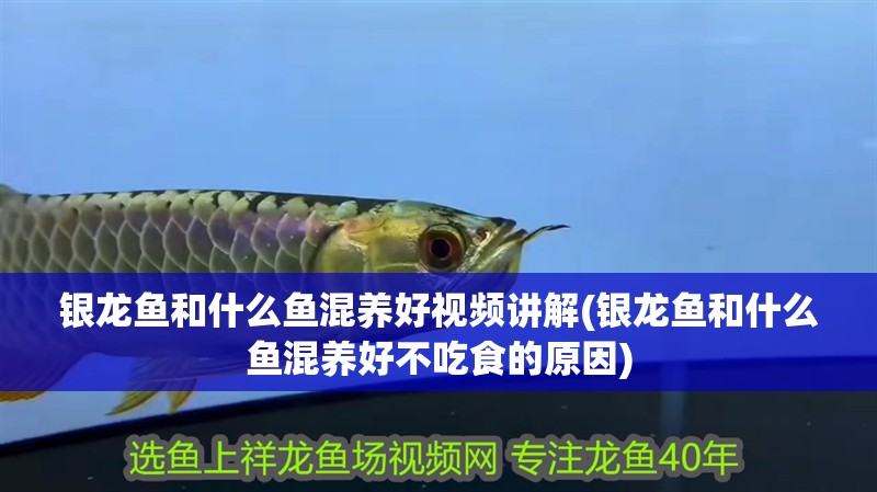 銀龍魚和什么魚混養(yǎng)好視頻講解(銀龍魚和什么魚混養(yǎng)好不吃食的原因)