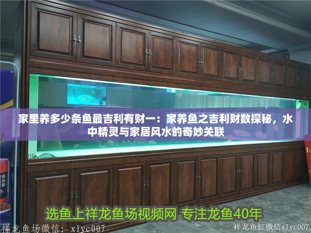 家里養多少條魚最吉利有財一：家養魚之吉利財數探秘，水中精靈與家居風水的奇妙關聯