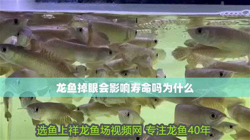 龍魚掉眼會影響壽命嗎為什么 龍魚百科 第2張 龍魚掉眼會影響壽命嗎為什么 龍魚掉眼會影響壽命嗎為什么 龍魚百科 第2張