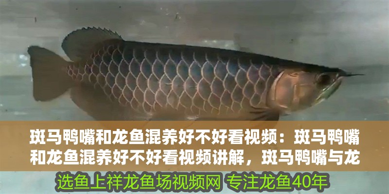 斑馬鴨嘴和龍魚混養好不好看視頻：斑馬鴨嘴和龍魚混養好不好看視頻講解，斑馬鴨嘴與龍魚混養效果