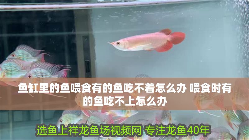 魚缸里的魚喂食有的魚吃不著怎么辦 喂食時有的魚吃不上怎么辦