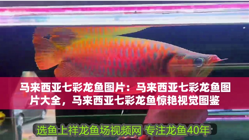 馬來西亞七彩龍魚圖片：馬來西亞七彩龍魚圖片大全，馬來西亞七彩龍魚驚艷視覺圖鑒