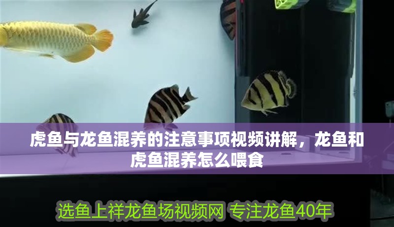 虎魚與龍魚混養(yǎng)的注意事項視頻講解，龍魚和虎魚混養(yǎng)怎么喂食