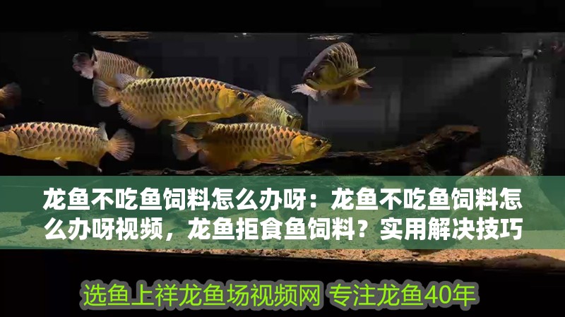 龍魚不吃魚飼料怎么辦呀：龍魚不吃魚飼料怎么辦呀視頻，龍魚拒食魚飼料？實用解決技巧與視頻教程